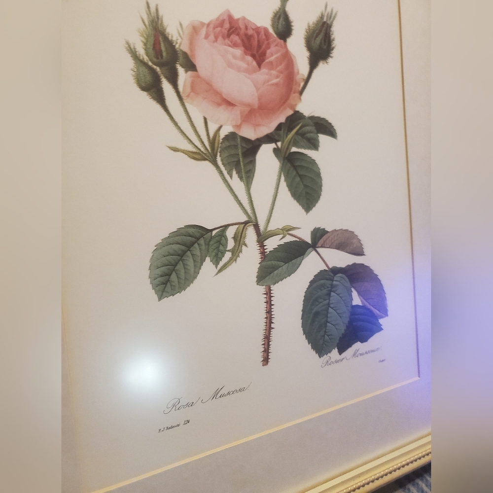 Rosa Muscosa by Rover Mousseux Framed Picture